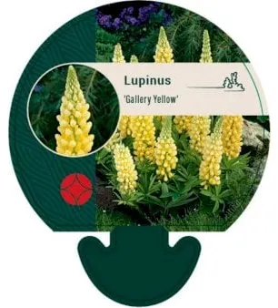 Perennial Lupine