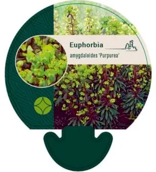Spurge plant