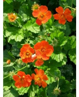 Geum