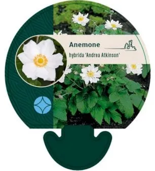 Japanese anemone