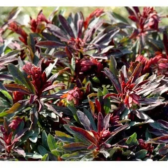 Spurge plant