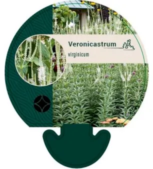 Virginian Speedwell
